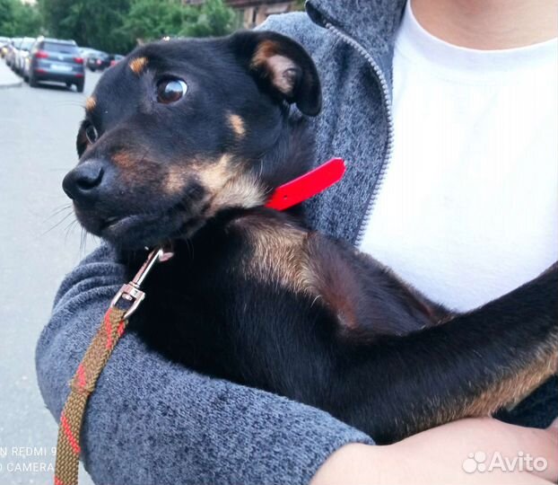 Отдаю в добрые руки