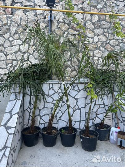 Пальма трахикарпус