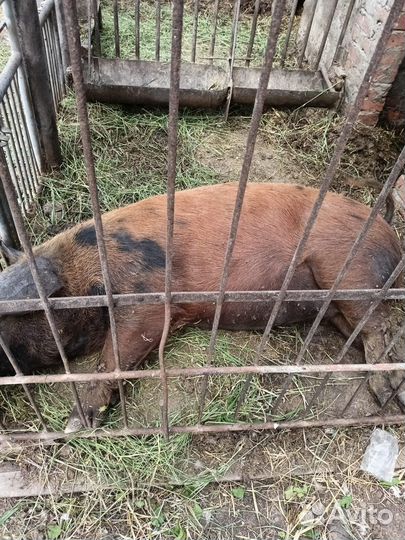 Продаётся свинка