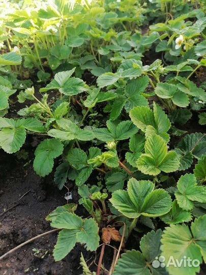 Продам саженцы садовой земляники и клубники