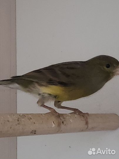 Кенора и канарейки