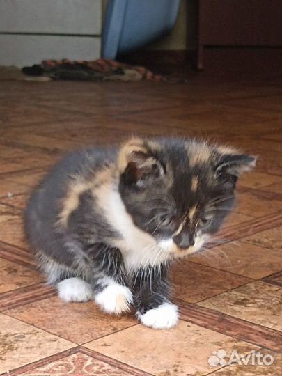 Очаровательные котята ищут дом