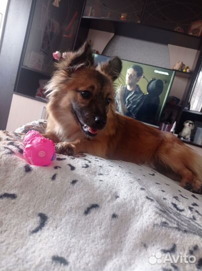 Собака в добрые руки