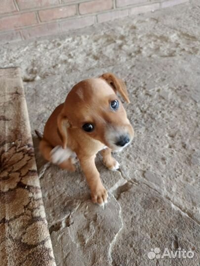 Отдам в добрые руки