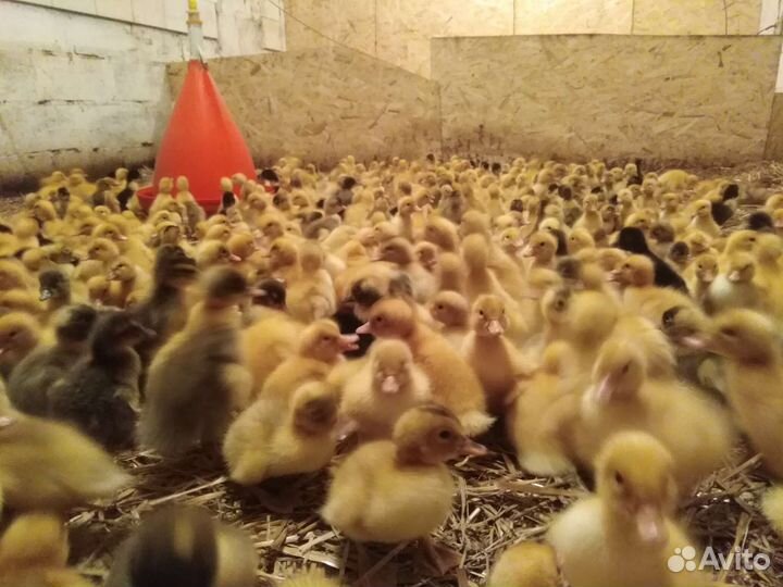 Утята, гусята, куры, бройлер