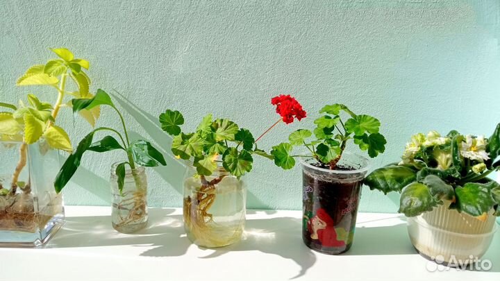 Комнатные цветы разные