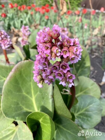 Сортовой бадан комнатное. Бергения.Ухо слона