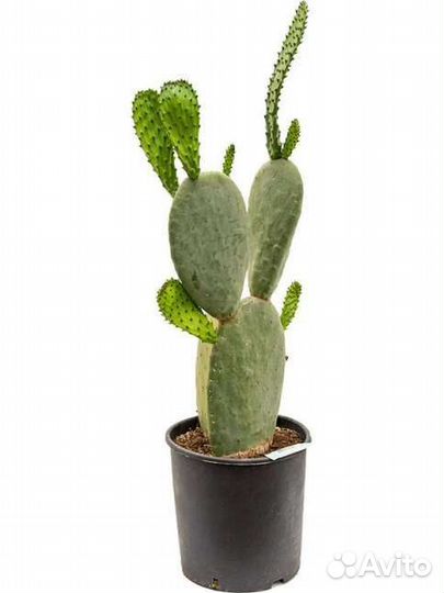 Опунция инжирная съедобная - турецкий кактус еда