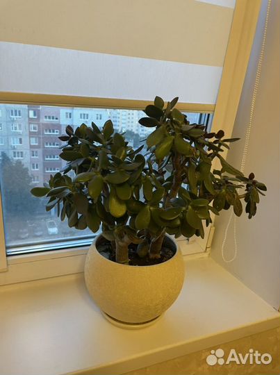 Толстянка, Сингониум