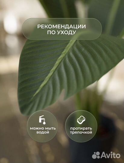 Стрелиция Банановая Пальма Дерево в кашпо 140 см