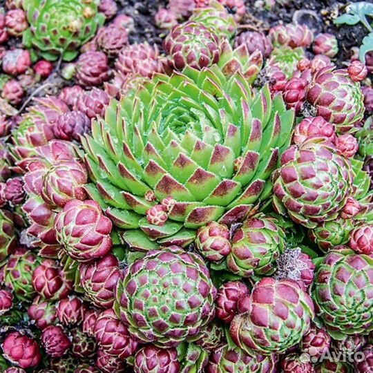 Молодило Паттон