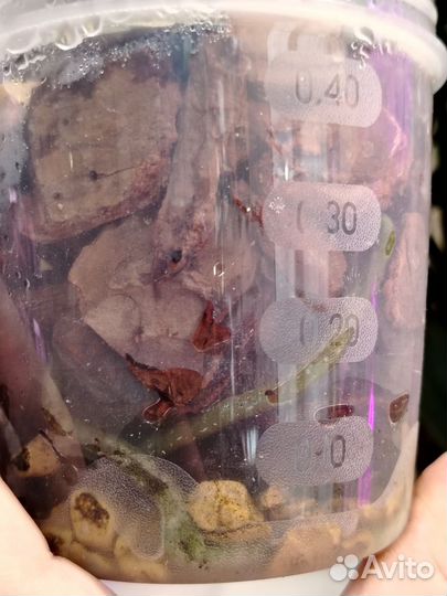 Орхидея фаленопсис