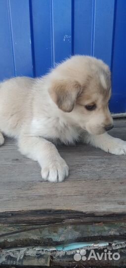 Собака в добрые руки щенок