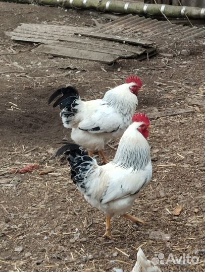 Молодые петушки