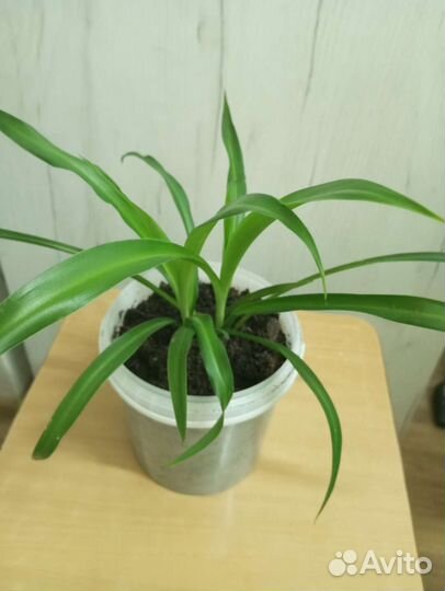 Хлорофитум