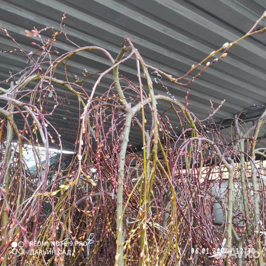 Верба на штамбе пендула