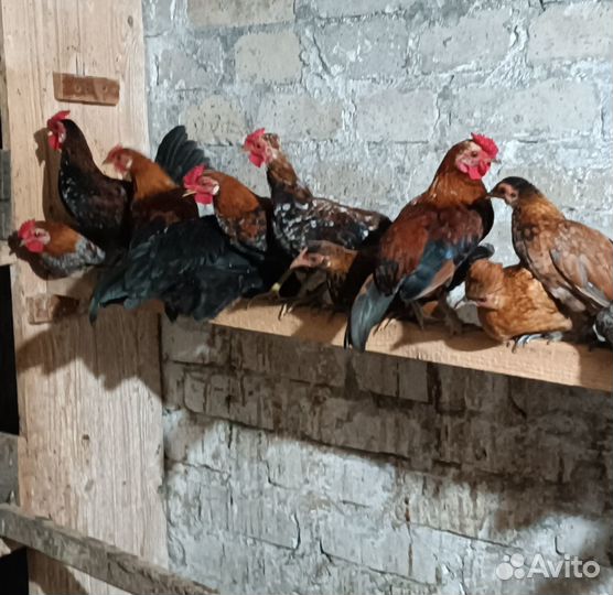 Карликовые куры. Голуби бакинцы, якобинцы