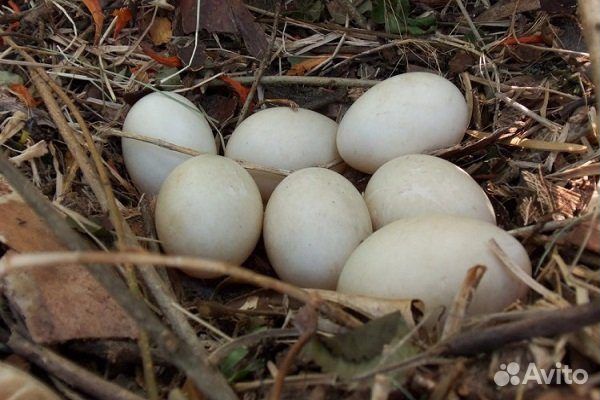 Яйцо Утиное инкубационное
