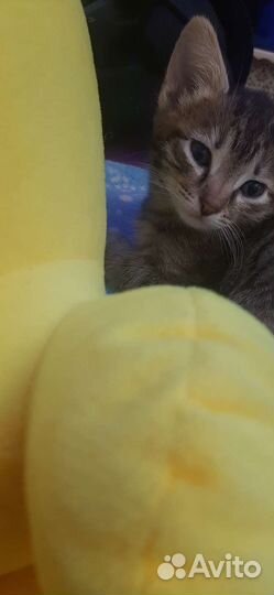 Котята в добрые руки бесплатно