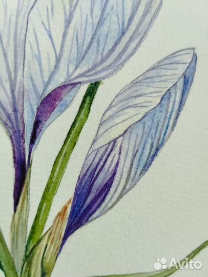 Акварель цветы