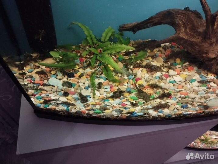 Аквариумные рыбки