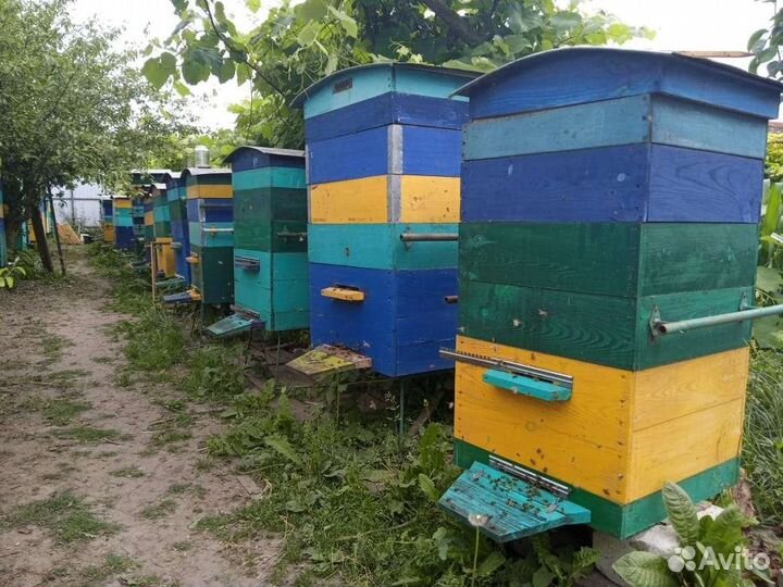 Пчелосемья