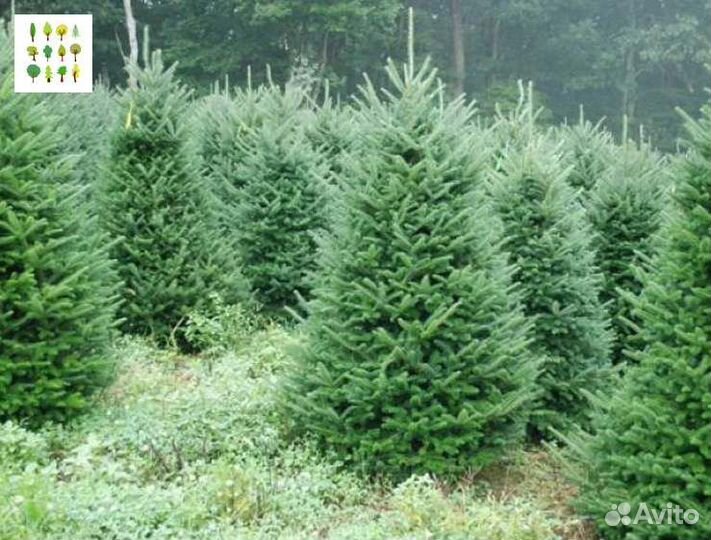 Крупномер ели оптс гарантией