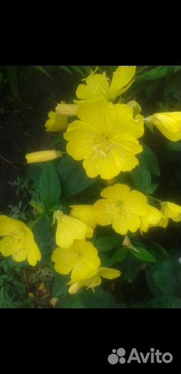 Хоста юкка,флоксы,форзиция, и другие многолетники