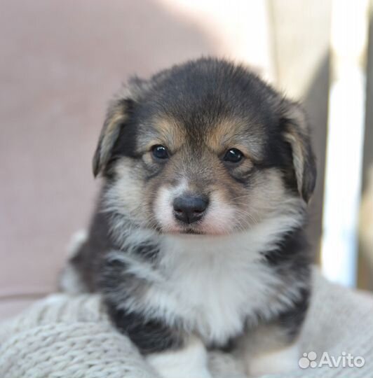 Щенки вельш-корги пемброк