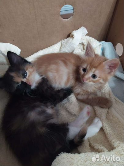 Котенок в добрые руки