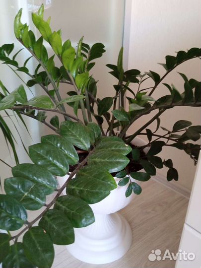 Замиокулькас