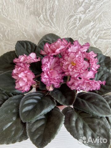 Сортовые фиалки