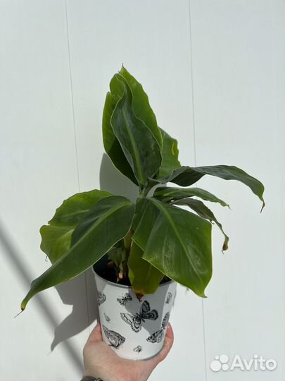 Банан домашний карликовый