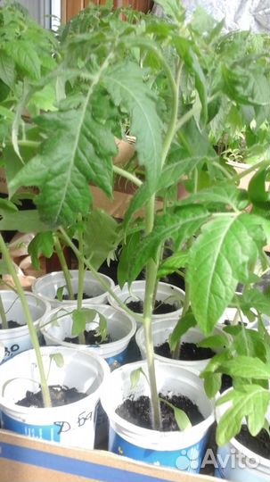 Рассада помидор и перцев