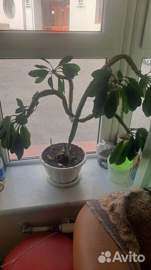 Цветок Молочай с горшком