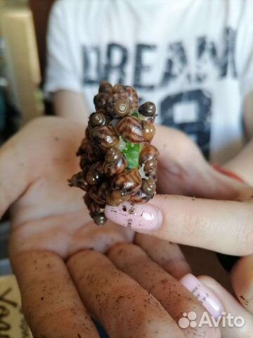 Улитки ахатины