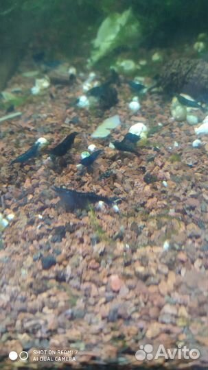 Аквариумные креветки