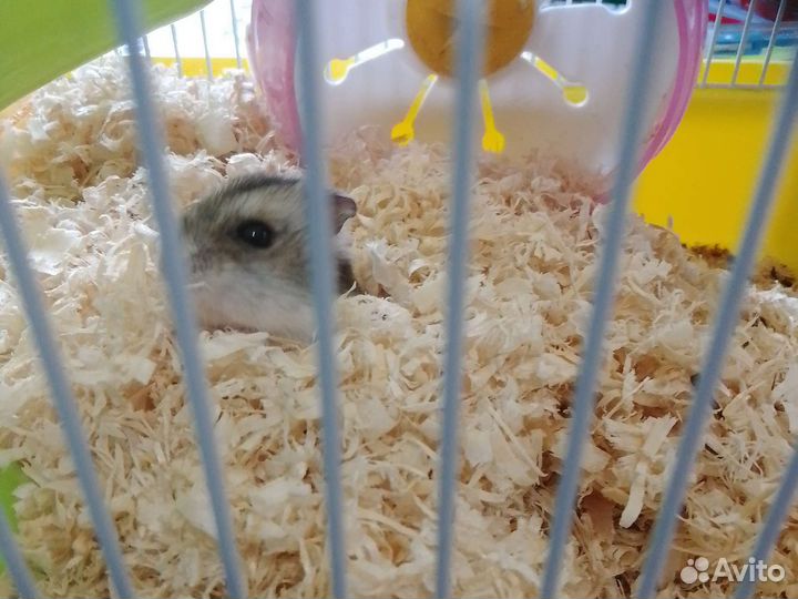 Джингурский хомяк