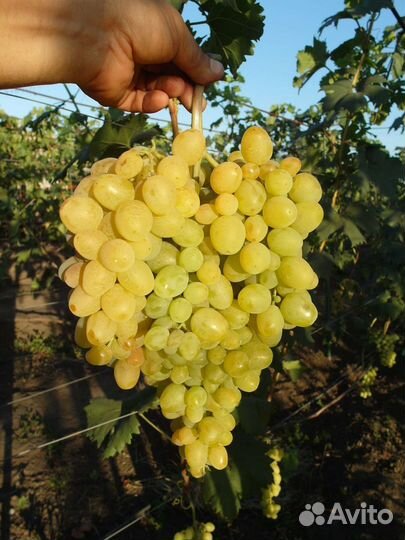 Девичий виноград