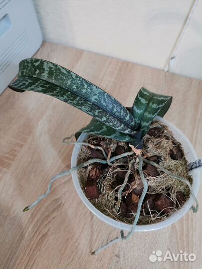 Орхидея фаленопсис Шиллериана Schilleriana*sib