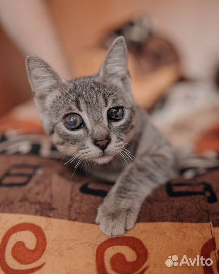 Полуслепые котята в добрые руки