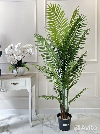 Искусственные банановые пальмы, Стрелиция