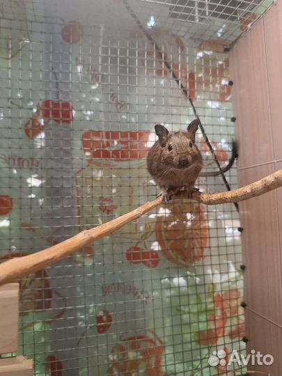 Чилийская белка дегу