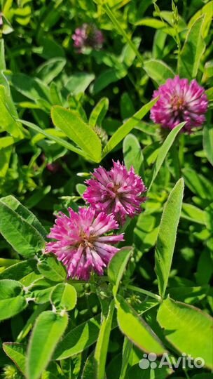 Клевер красный