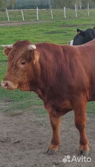 Животноводческая ферма продаю