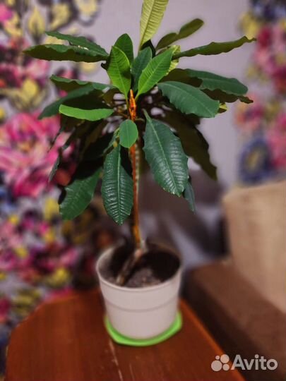 Цветок Молочай