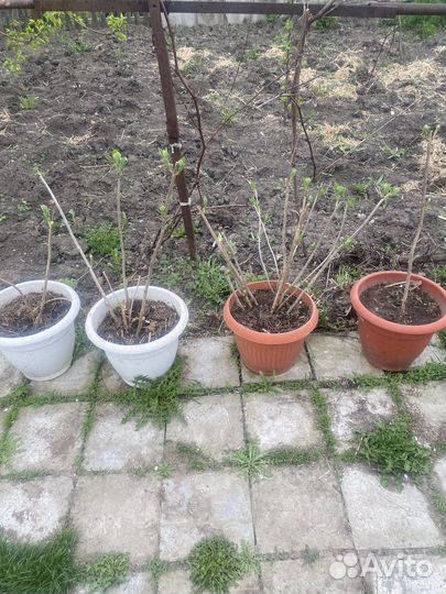 Гортезия анабель