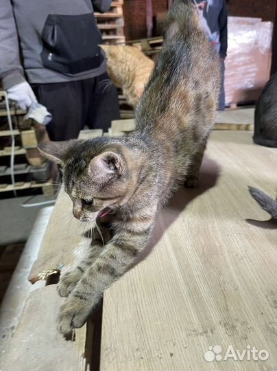 Спасеныш кошечка Хатикр в добрые руки