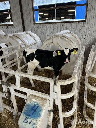 Бычки и Тёлочки