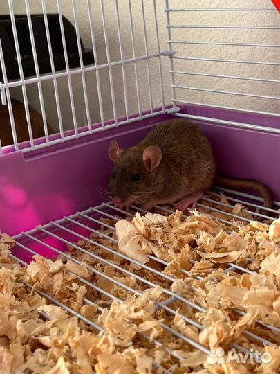 Декоративная крысы дамбо